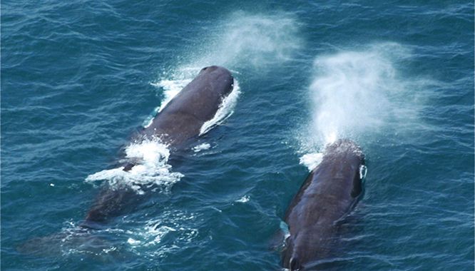 Wings over Whales 29