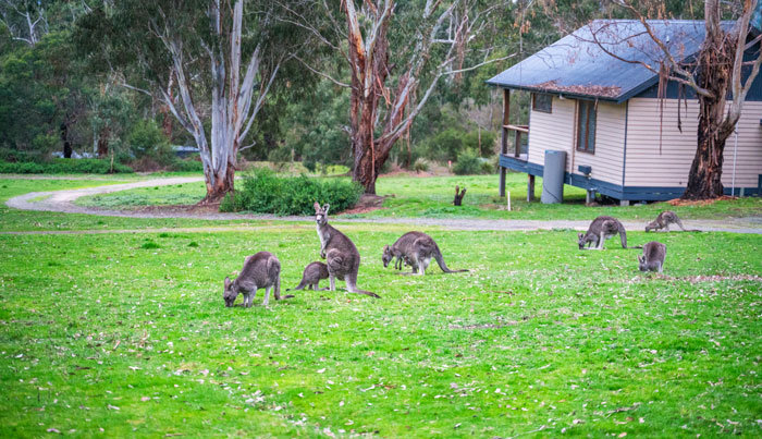 Yarra Valley Chandon & Kangaroo Afternoon Experience JEN web 02