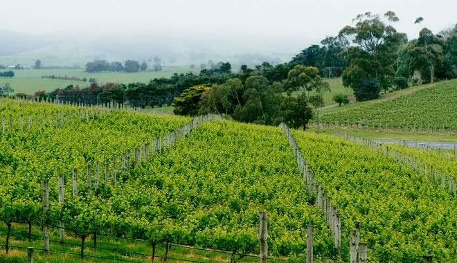 Yarra Valley Wine3