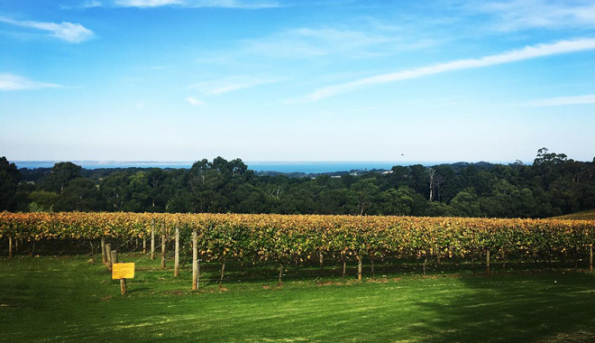 Yarra Valley Winery 6