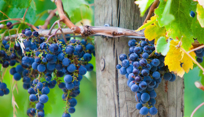 Yarra Valley Winery 7