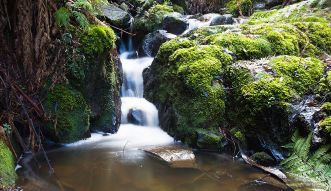 Yarra Valley and Dandenong Ranges2