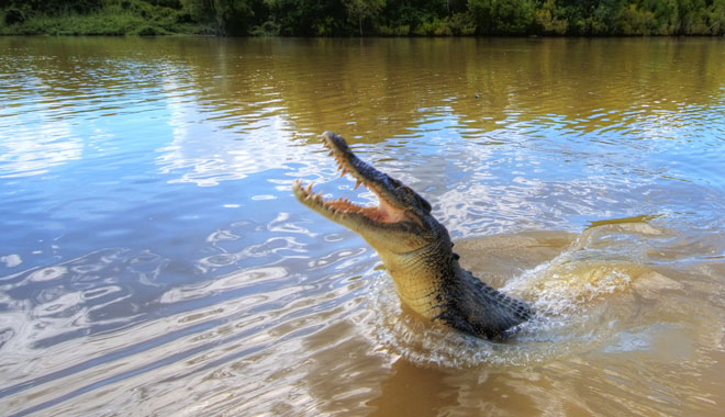 adelaide river jumping crocodile d7 banner