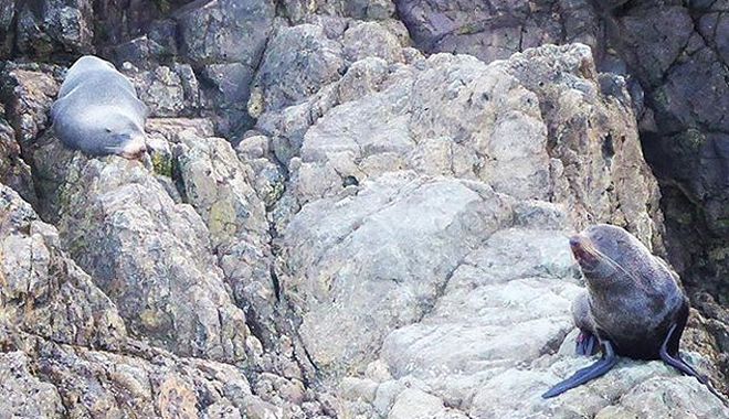 auckland to bay of islands 4