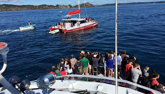 auckland to bay of islands 9