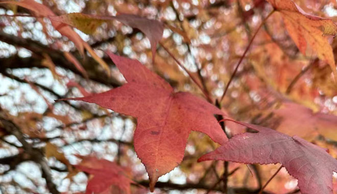 autumn leaves 1007