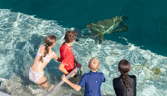 bait reef snorkel dive gbr hti1