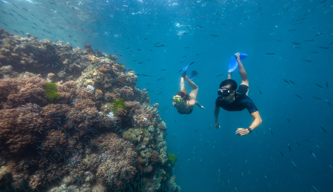 bait reef snorkel dive gbr hti10