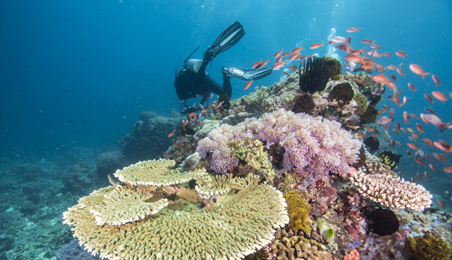 bait reef snorkel dive gbr hti5