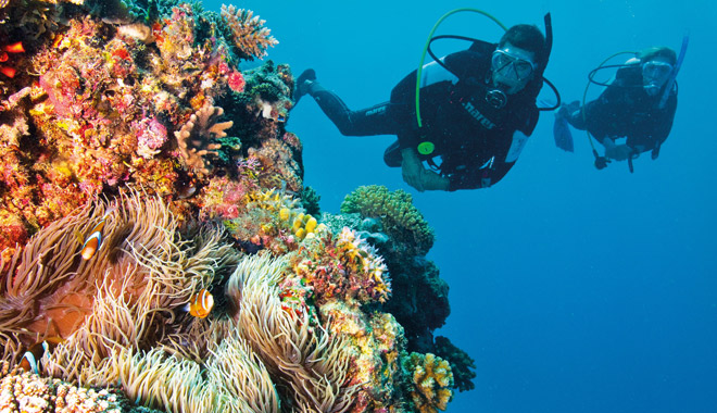 Turtle Bay, Dark Reef