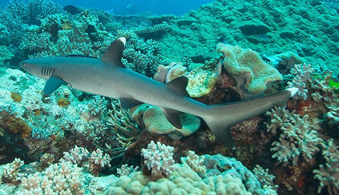 barefoot kuata day trip snorkel with reef sharks 1 jpg