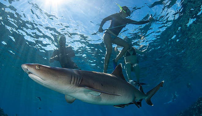 barefoot kuata day trip snorkel with reef sharks 12 jpg