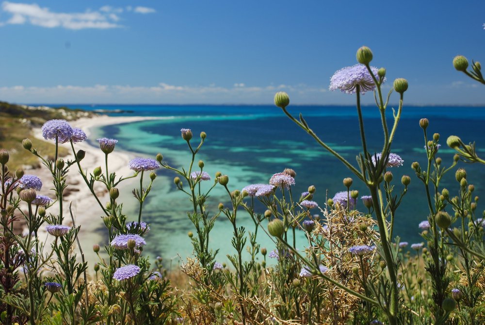 bayseeking rottnest
