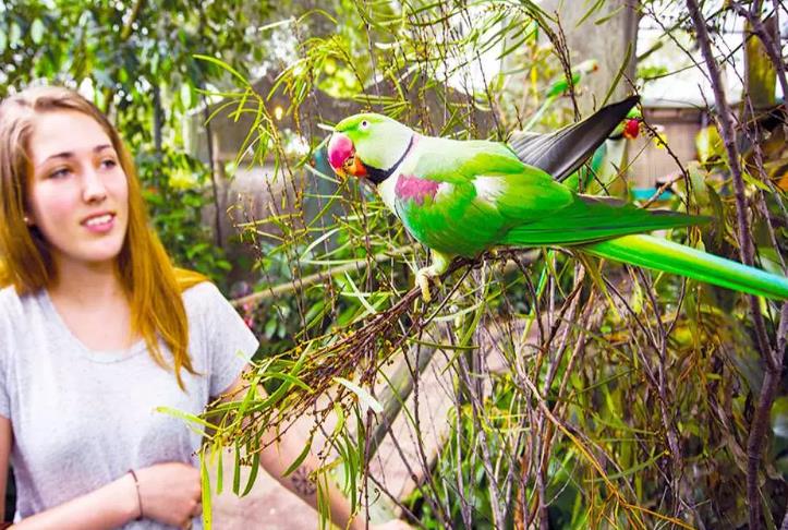 birdworld kuranda