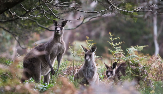 blue mountains sunset tour9