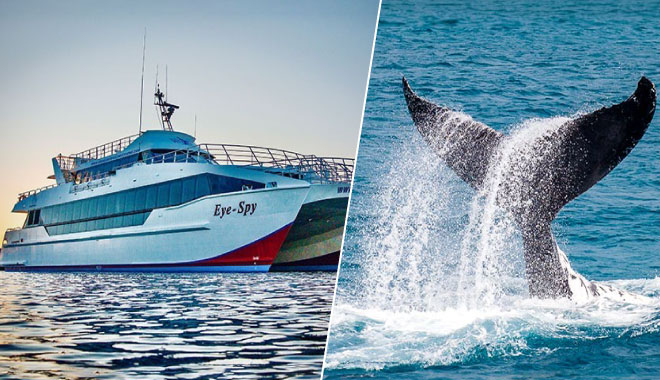 brisbane whale watch web