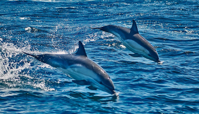 bruny island cruise6