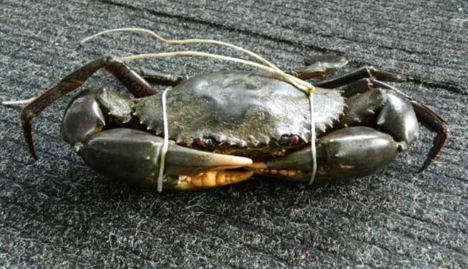 cairns fishing mud crab 2 jpg