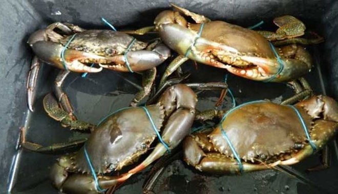 cairns fishing mud crab 3 jpg