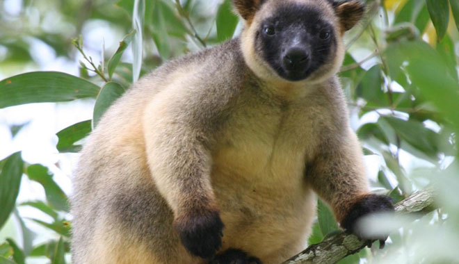 cairns night wildlife 1