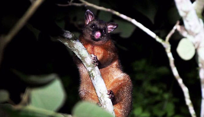 cairns night wildlife 10