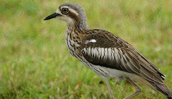cairns night wildlife 2