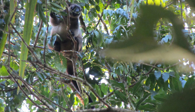 cairns night wildlife 4