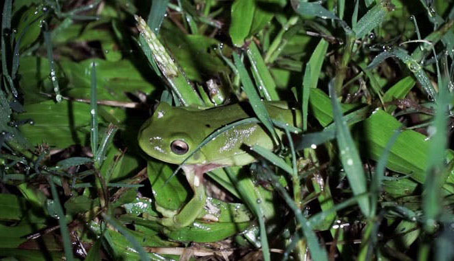 cairns night wildlife 9