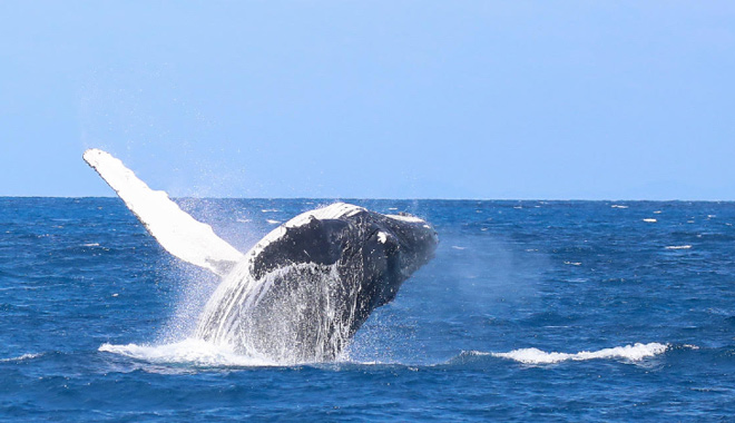 cairns whale watch 010