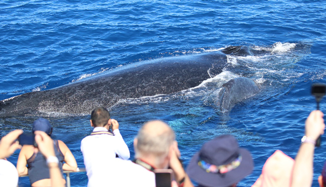 cairns whale watch 011