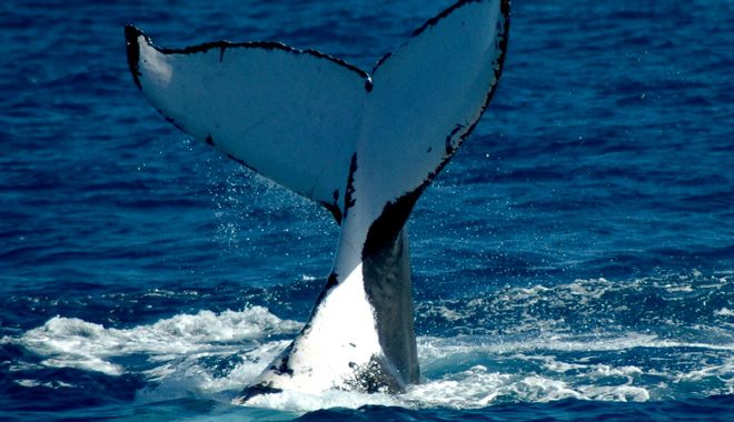 cairns whale watch 019