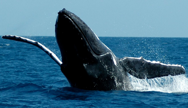 cairns whale watch 025