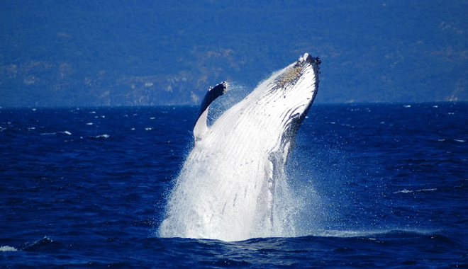 cairns whale watch WEB 001