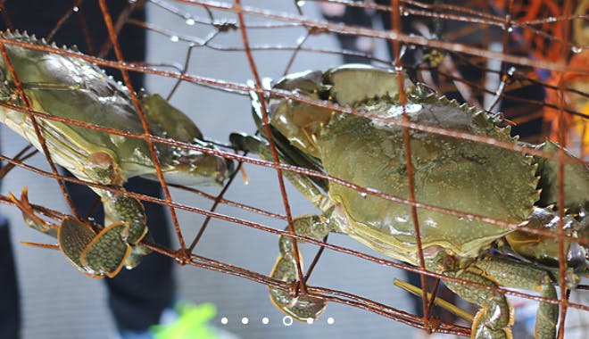 catch a crab gc 8 jpg