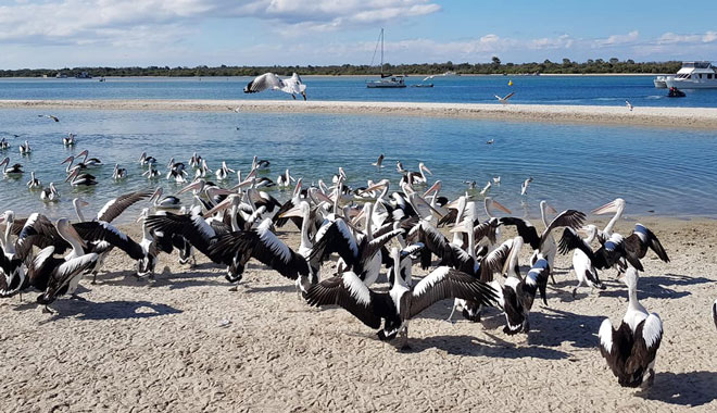 charlie's seafood pelican feeding1
