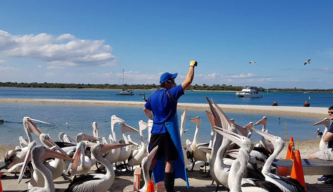 charlie's seafood pelican feeding2