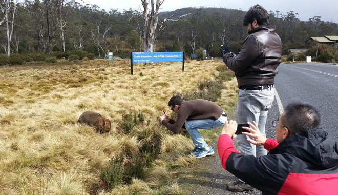 cradle mountain COACH TOURS TASMANIA 155