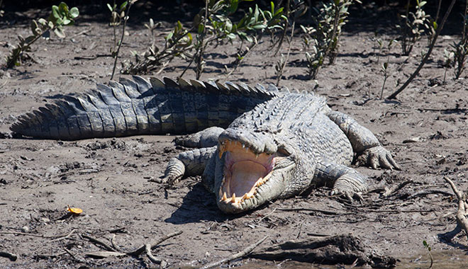 croc Daintree long 2