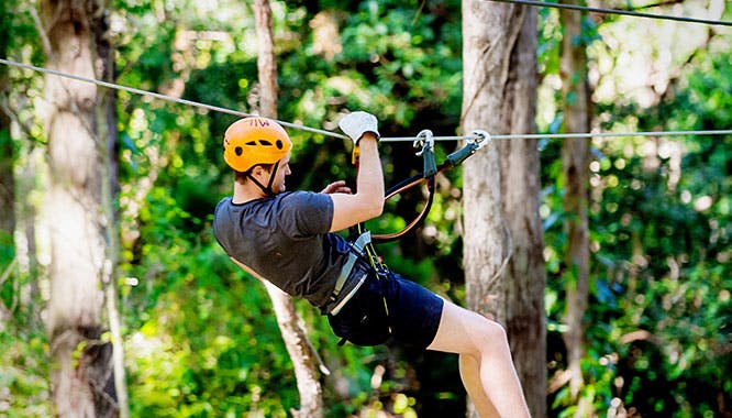currumbin tree 3 jpg