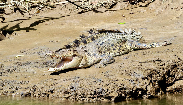 daintree port dougals 7