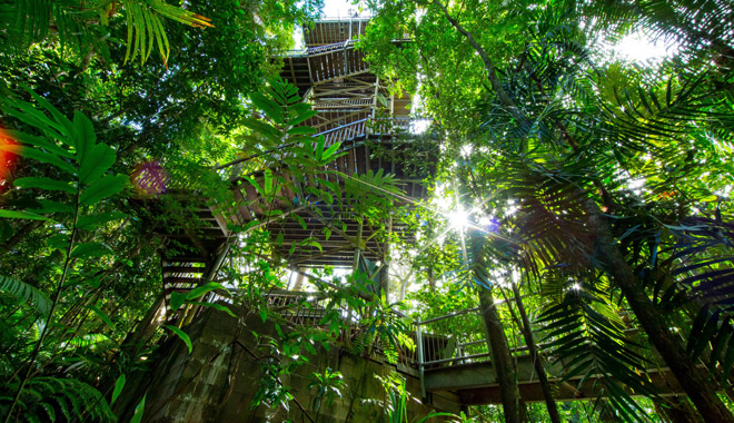 daintree