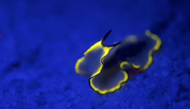 deep sea divers den overnight reef 00