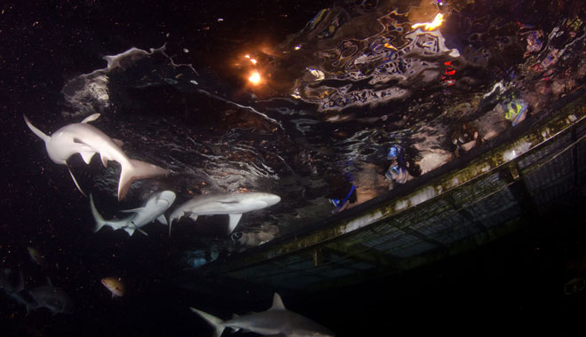 deep sea divers den sharks 02