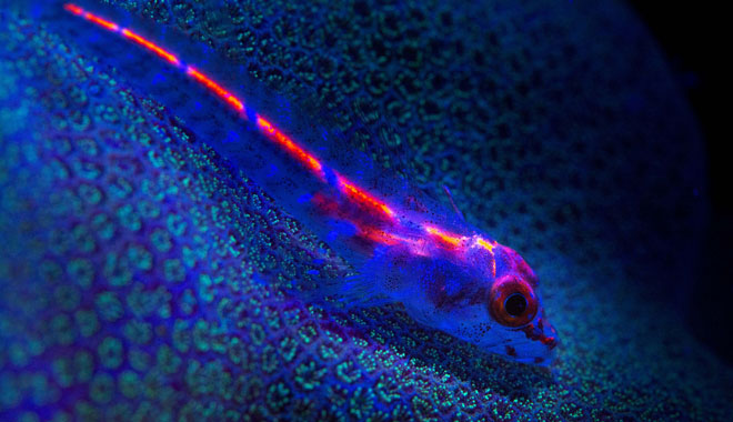 deep sea divers den sharks 07