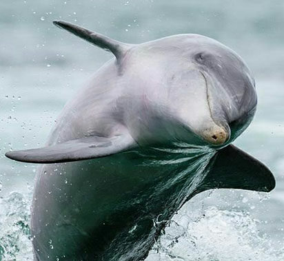 dolphin