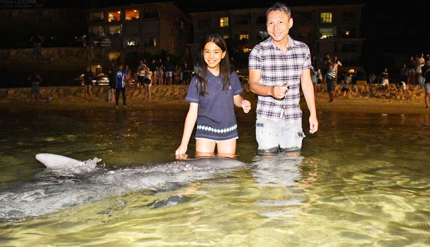 dolphin feeding 2025