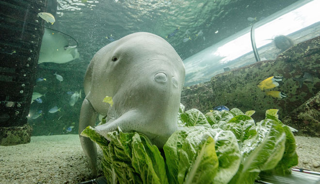 dugong