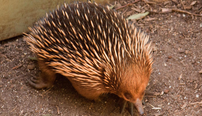 echidna lg