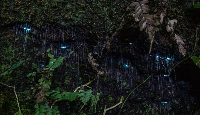 evening rainforest glow worm3