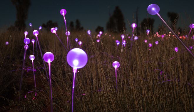 field of light 4
